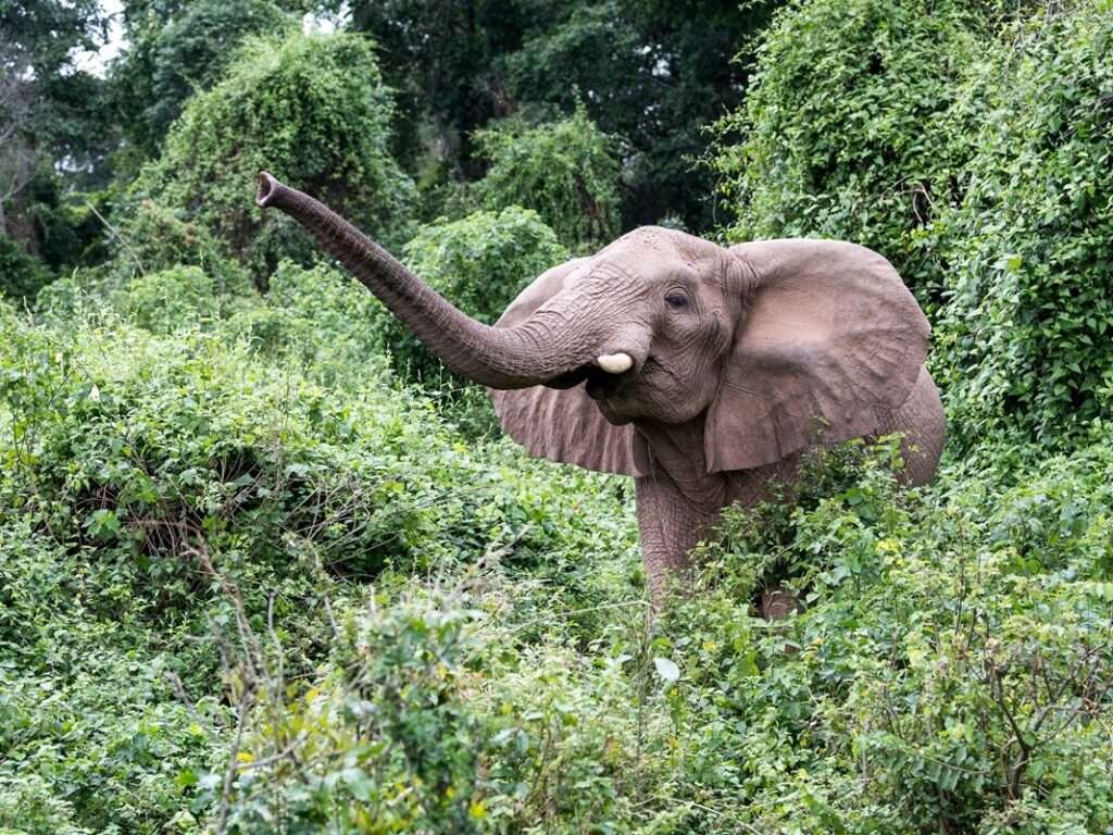 Lake Vitoria Rubondo Island 1