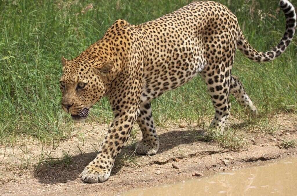 Leopard