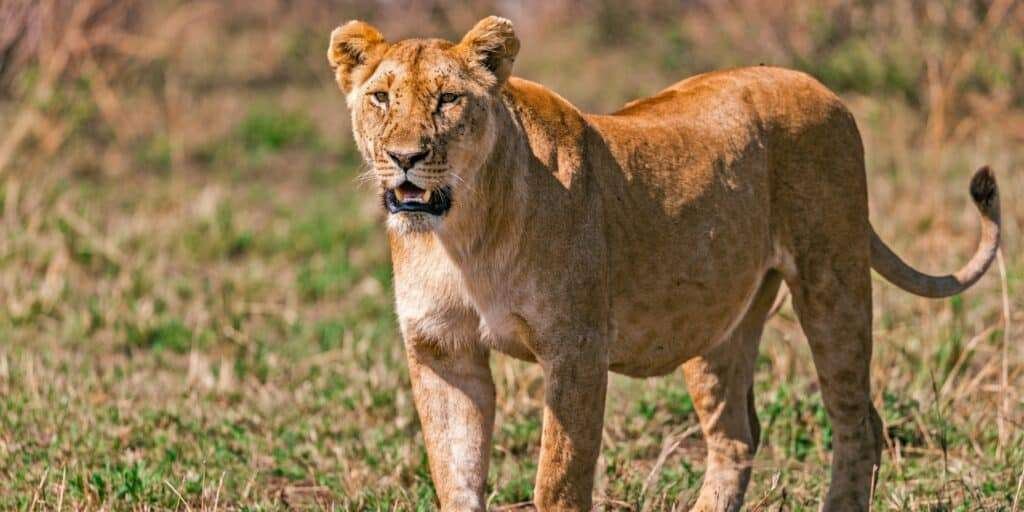 Luxury Serengeti Safari Tours 10