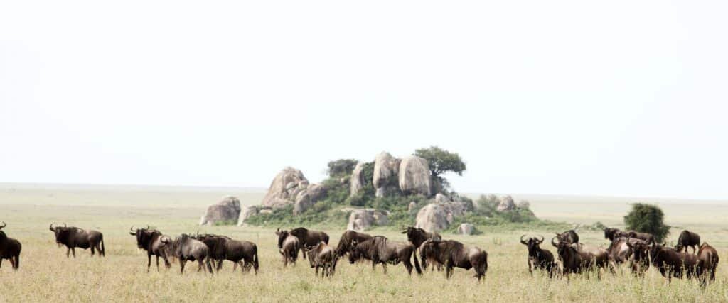 Luxury Serengeti Safari Tours 2