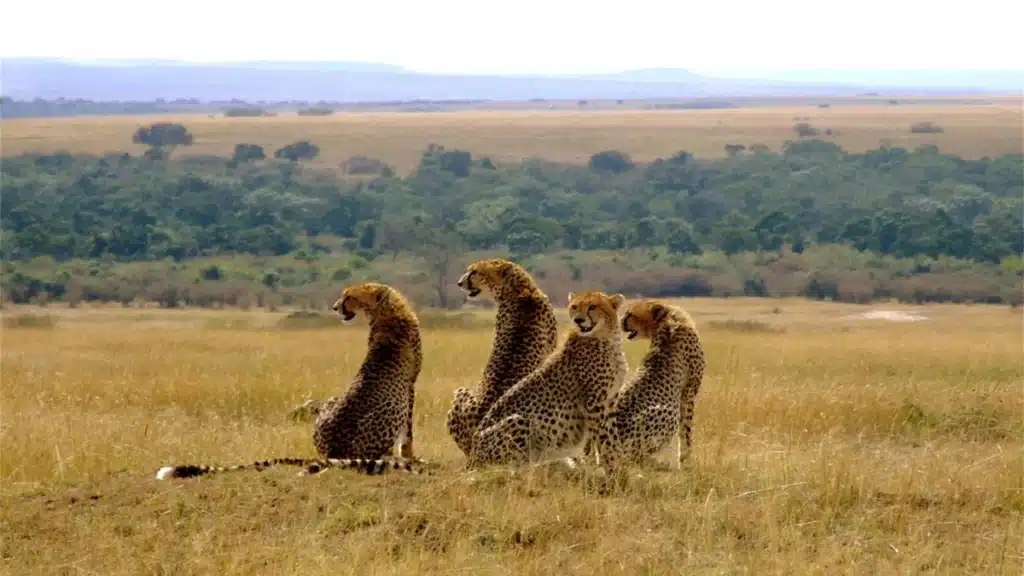 Masai Mara National Reserve 1
