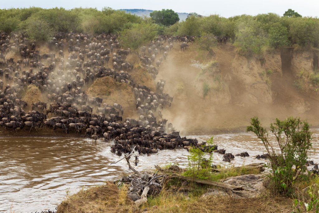 Masai Mara & Serengeti Great Migration Sky Safari