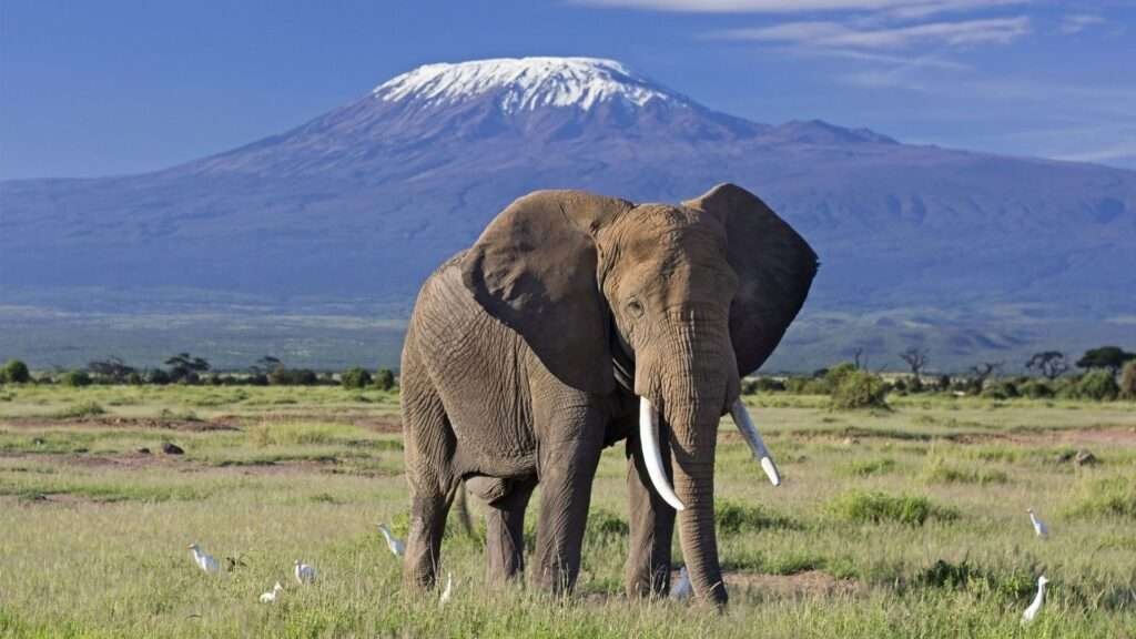 Nairobi Amboseli National Park