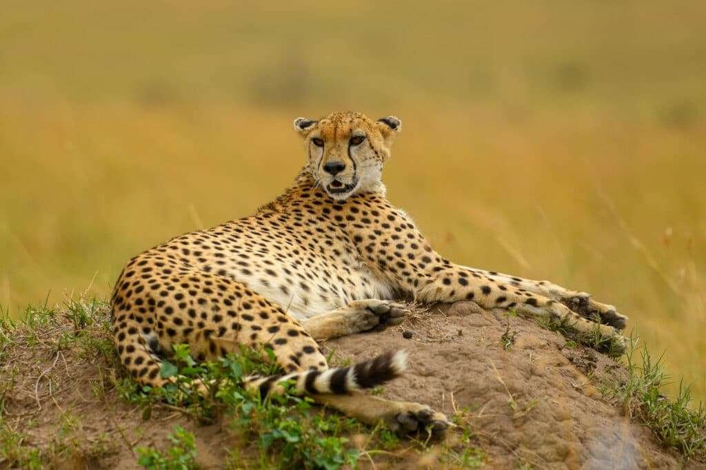 Nairobi Amboseli National Park 4 1