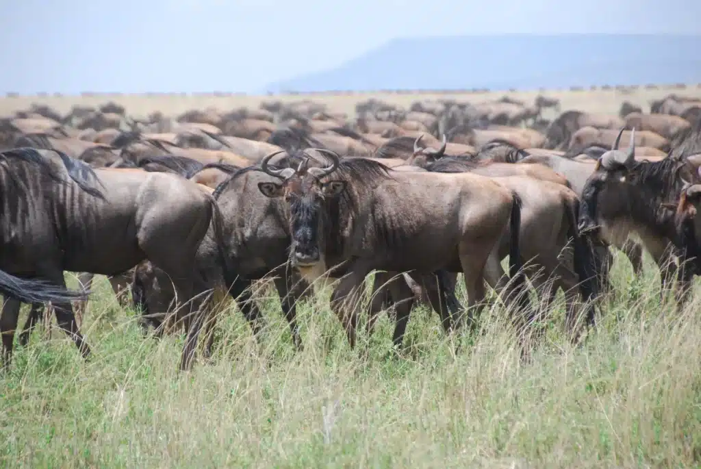 Ndutu Wildebeest 10 scaled