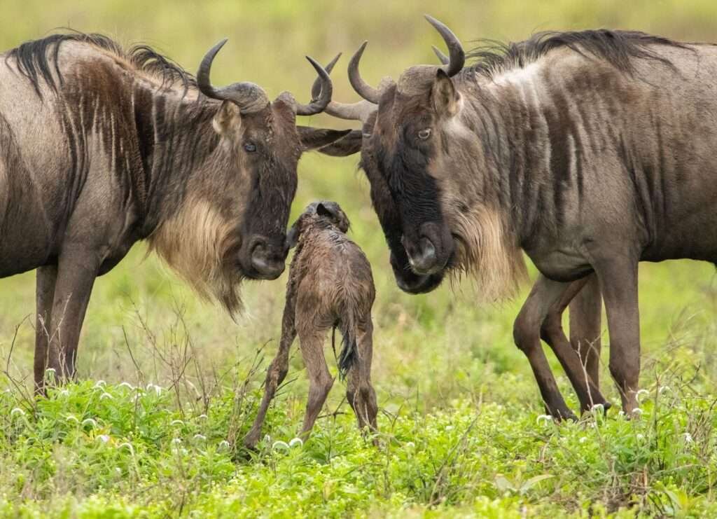 Ndutu Wildebeest 2