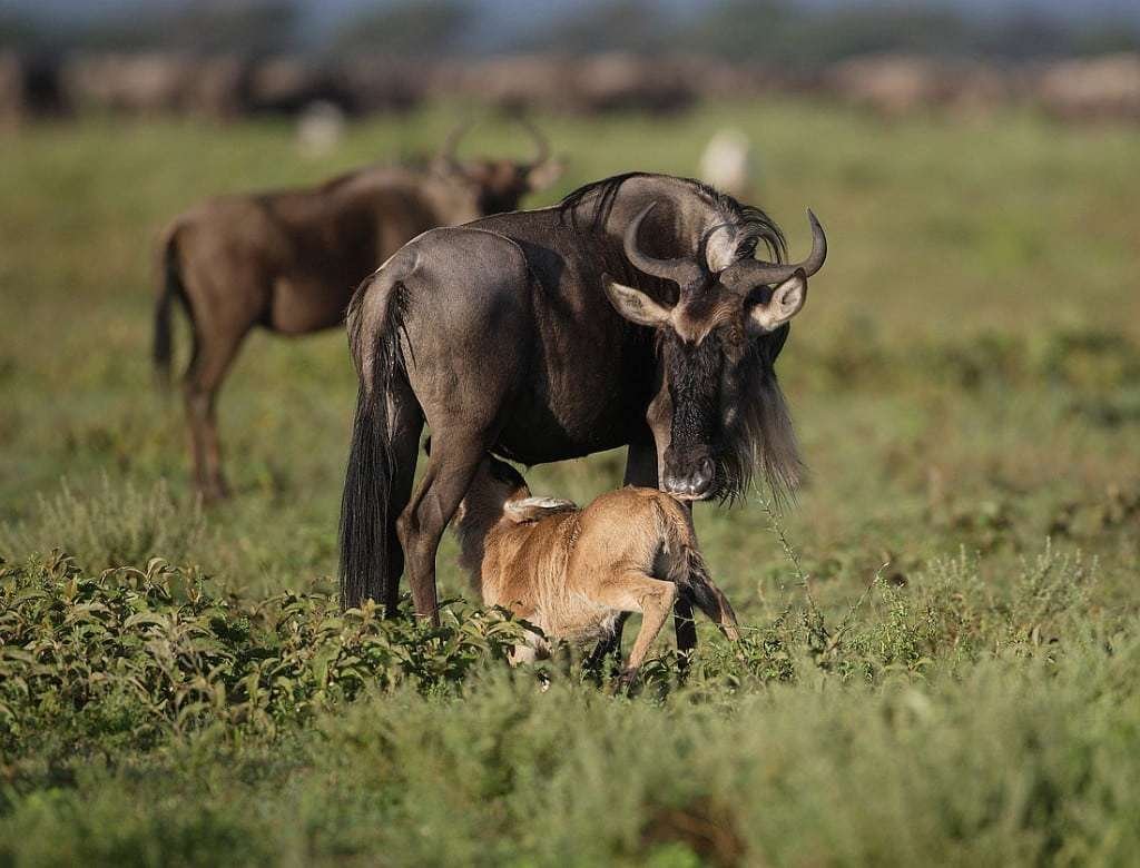 Ndutu Wildebeest 4 Copy