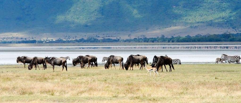 Ngorongoro crater2 1
