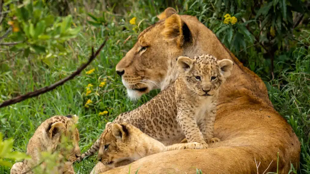 Ol Pejeta Conservancy 2