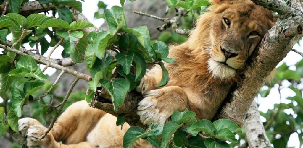 Queen Elizabeth National Park 0000 UG015295