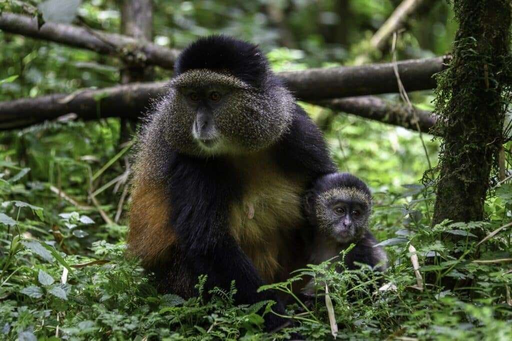 Rwanda Chimps Trekking 5