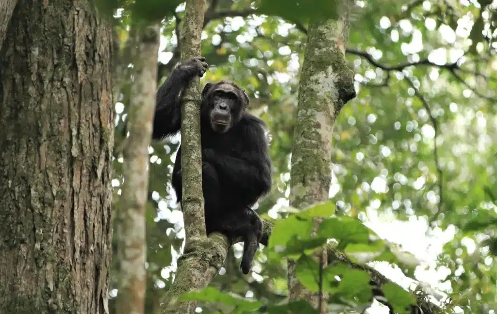 Rwanda Chimps Trekking 6