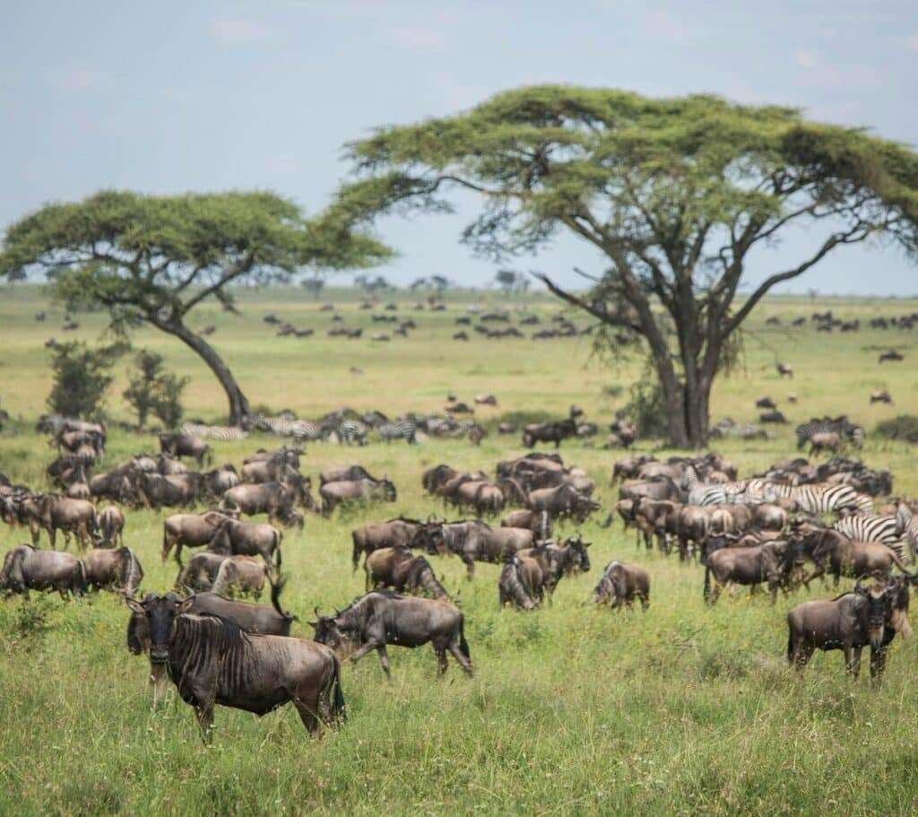 Serengeti Great Migration 10