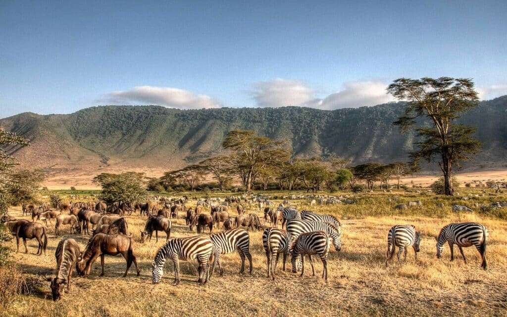 Serengeti Ngorongoro Crater Safari 1