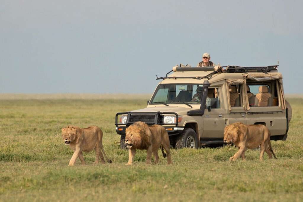 Serengeti Safari Tours 3