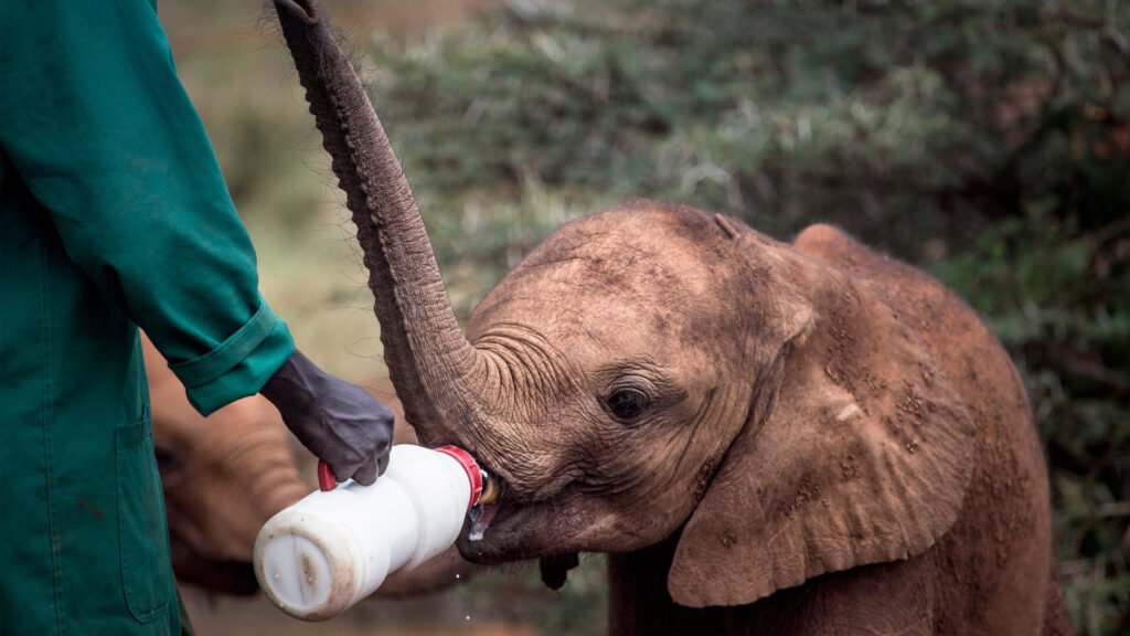 Sheldrick Wildlife Trust Kenya Bush to Beach Family Holiday