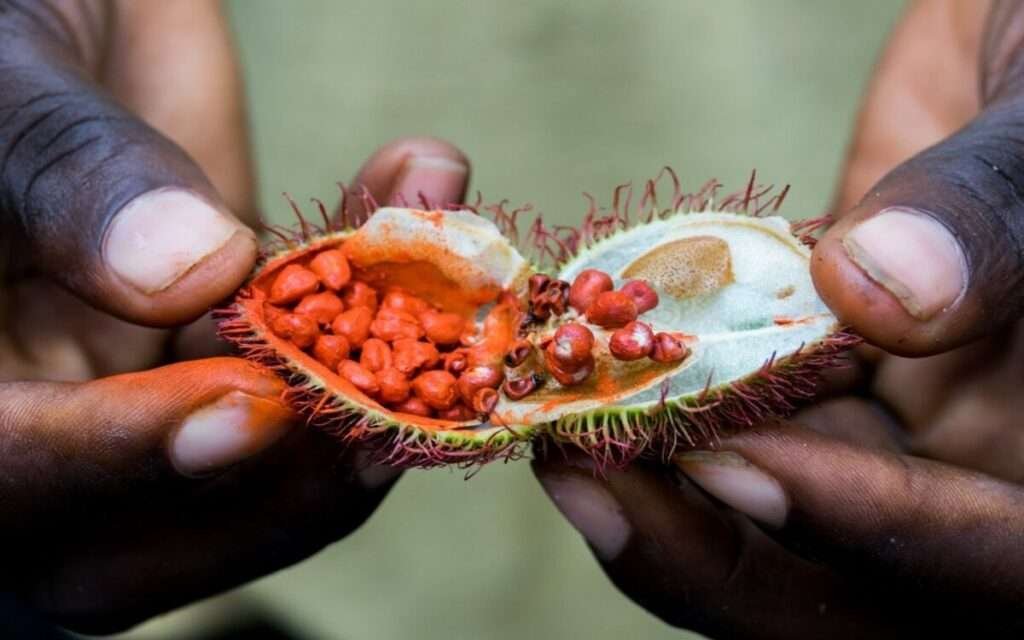 Spice tours in Zanzibar