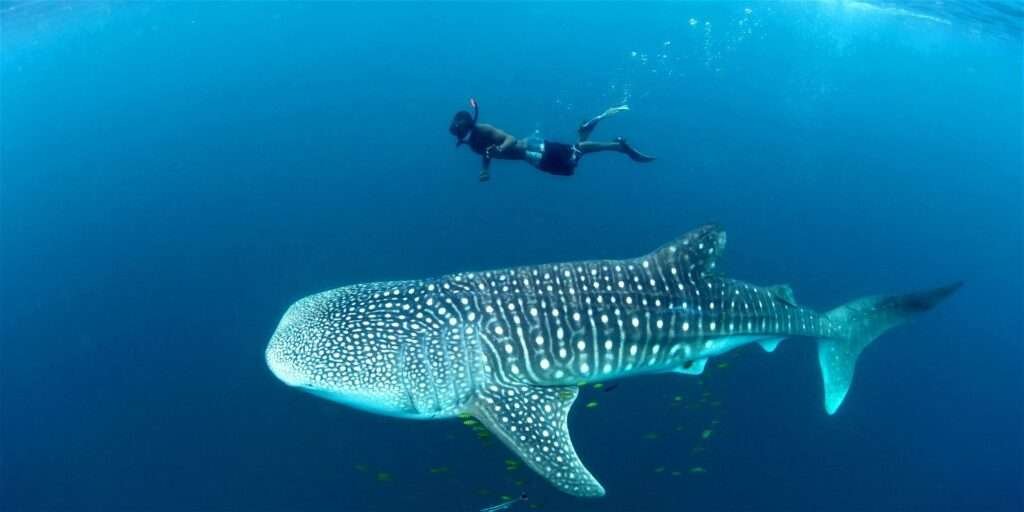 Swimming with whale sharks in Mafia Island