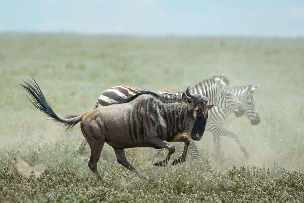 Tanzania Wilderness Safari 2 scaled