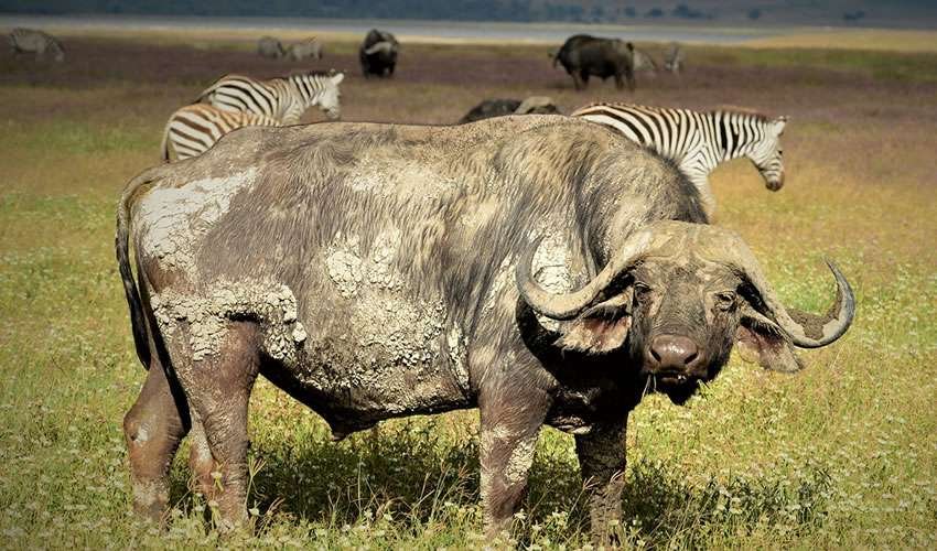 Tanzania buffalo