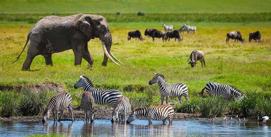 Top ten Serengeti National Park safari activities