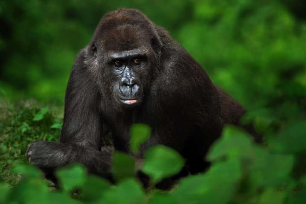 Uganda 24