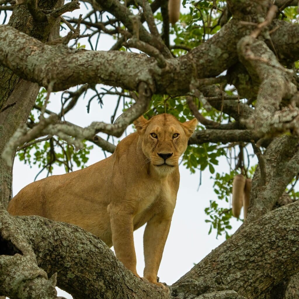 Uganda Classic Safari