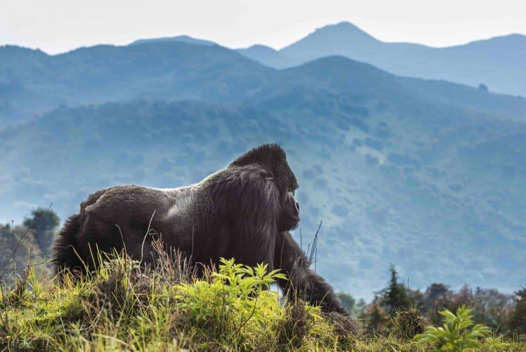 Volcanoes Gorilla Trek 3