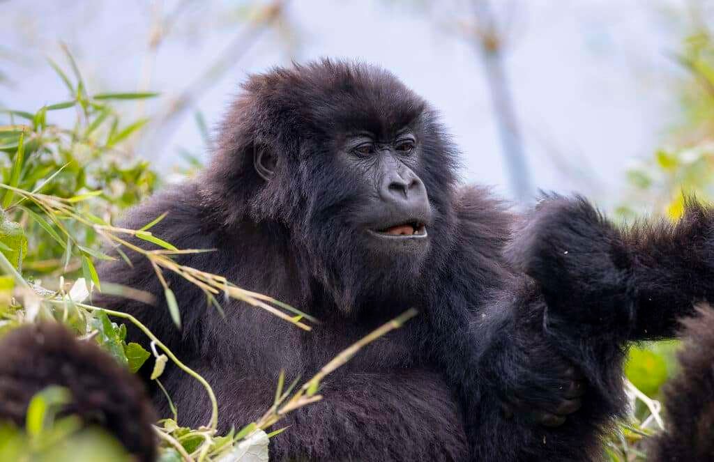 Volcanoes Gorilla Trek 9