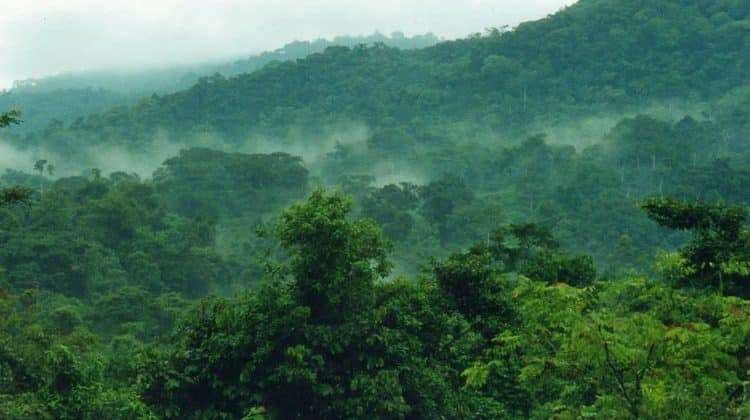 Weather in Bwindi Impenetrable Forest 750x420 1
