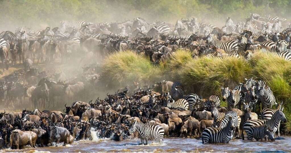 Masai Mara Safari