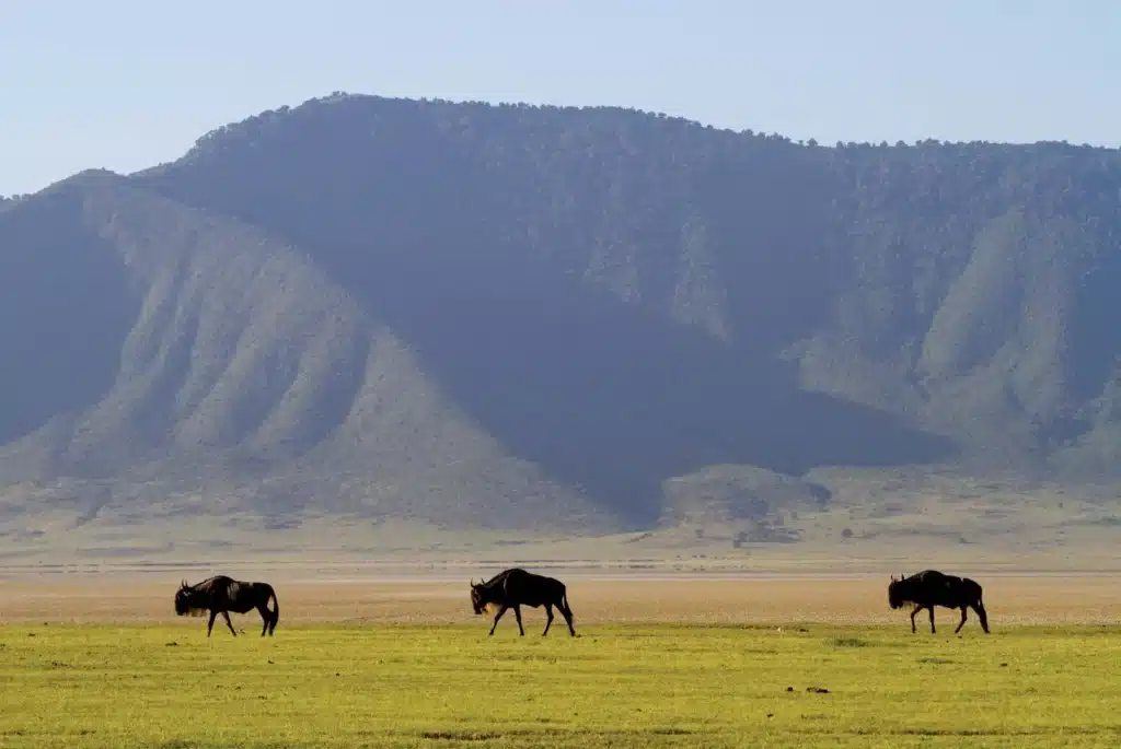 Wildebeest Ngorongoro Crater Tanzania