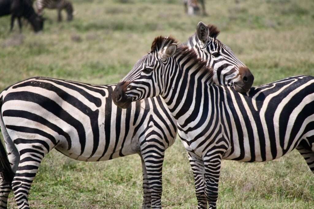 Zebras