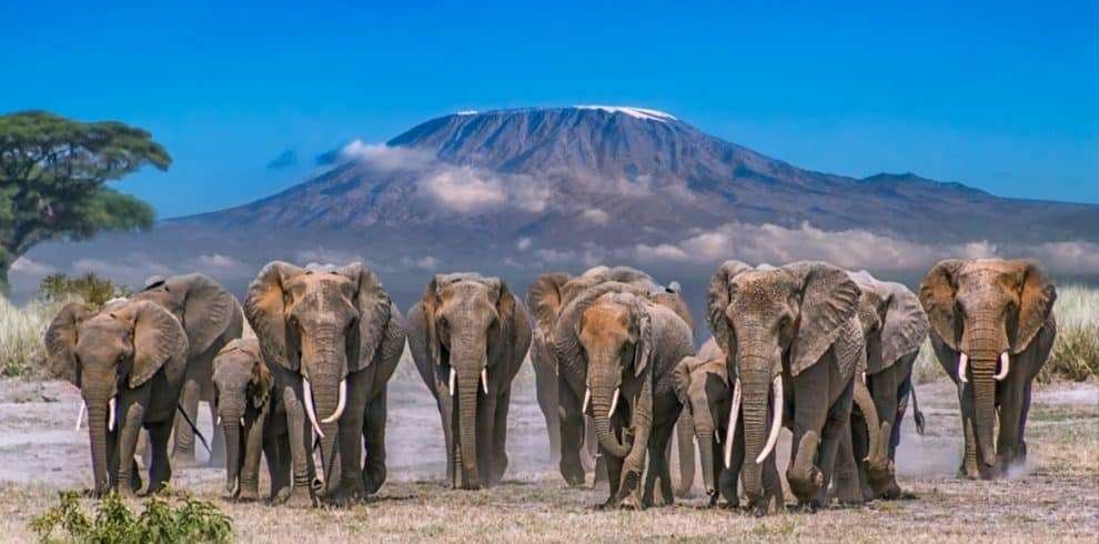 amboseli national park 2