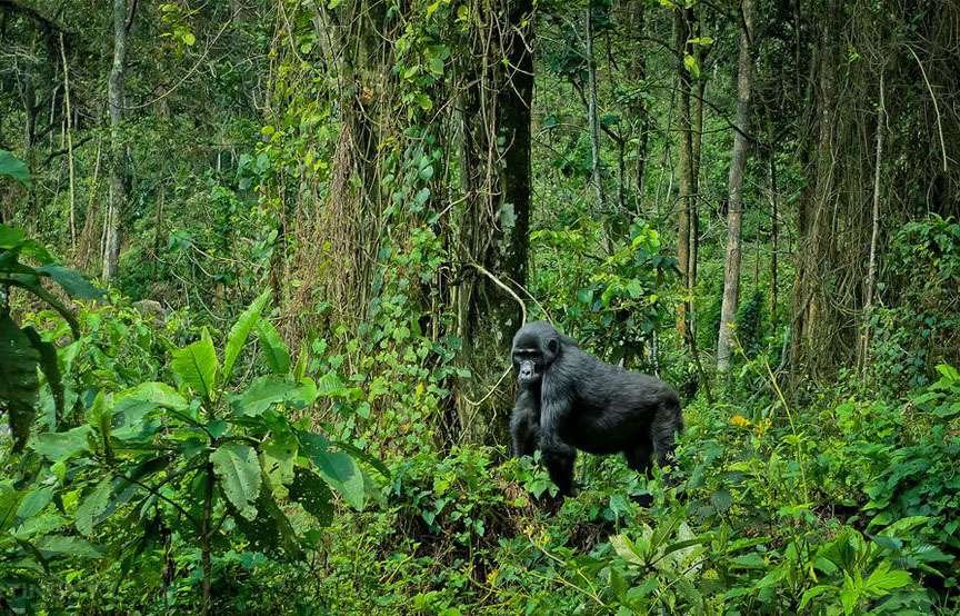 bwindi impenetrable national park destinations uganda maasai wanderings africa gorilla 1