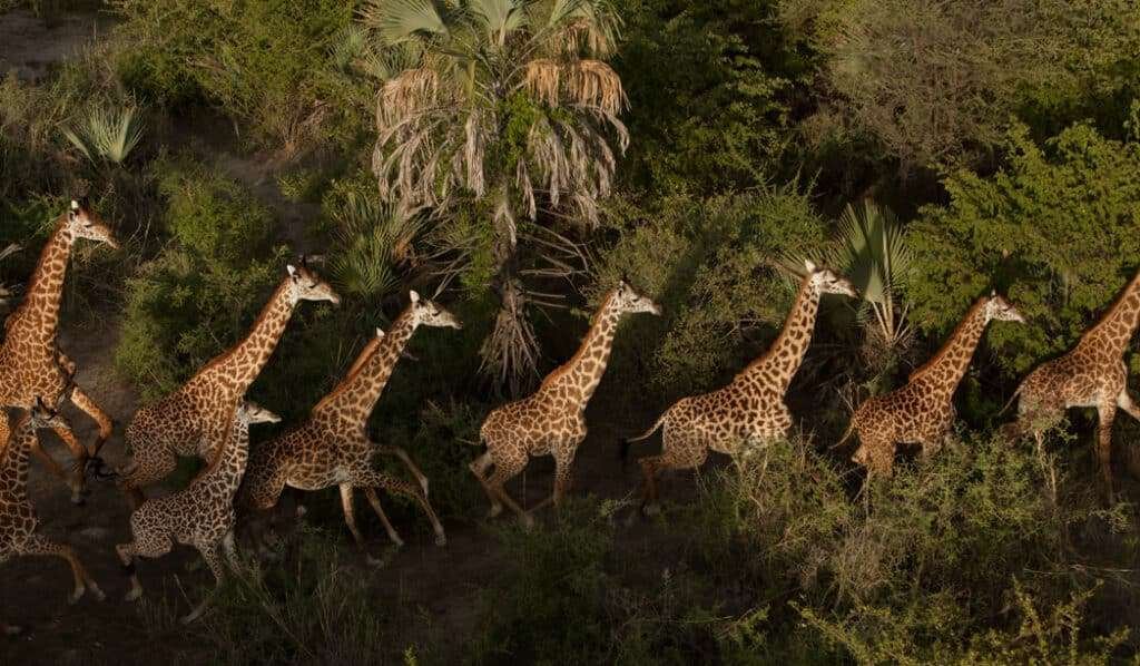 chemchem lodge tanzanie alejandragomez flaman 9214