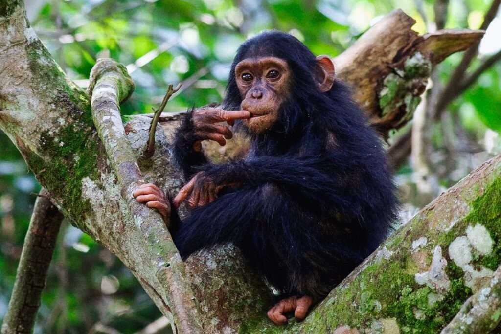 chimpanzee in queen