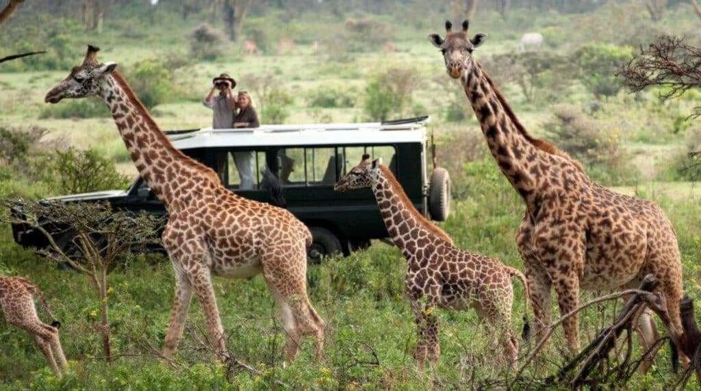 game drive in masai mara