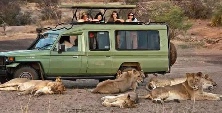 game drive queen
