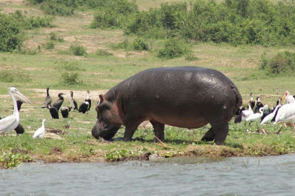 hippo and birds