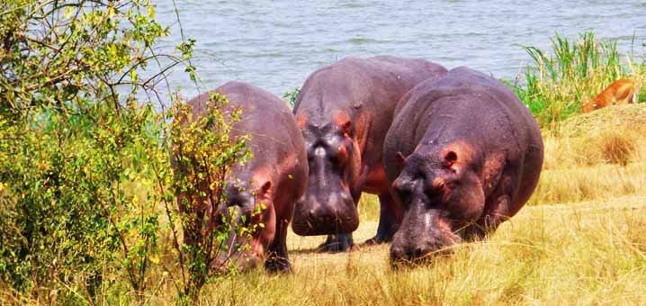 hippopotamuses queen elizabeth national park