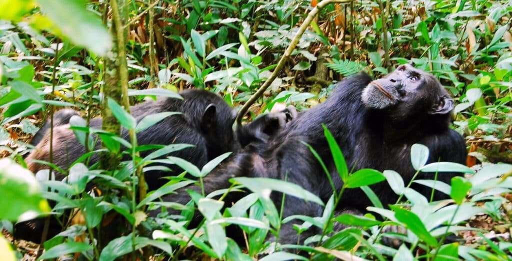 kibale chimpanzee