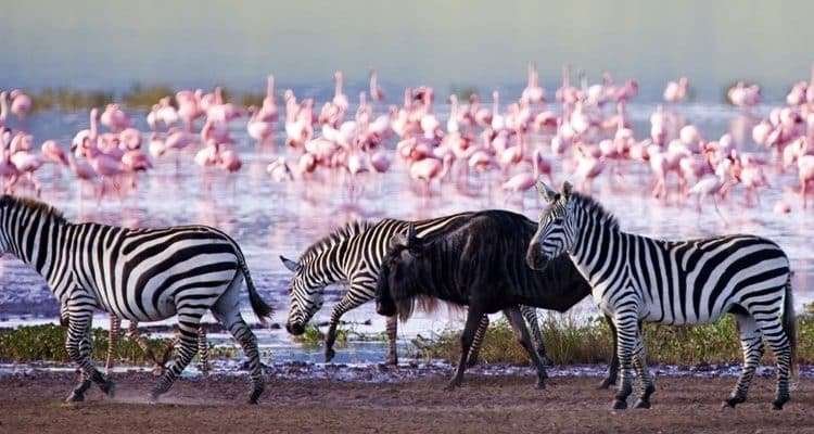 lake nakuru national park 1 750x400 1