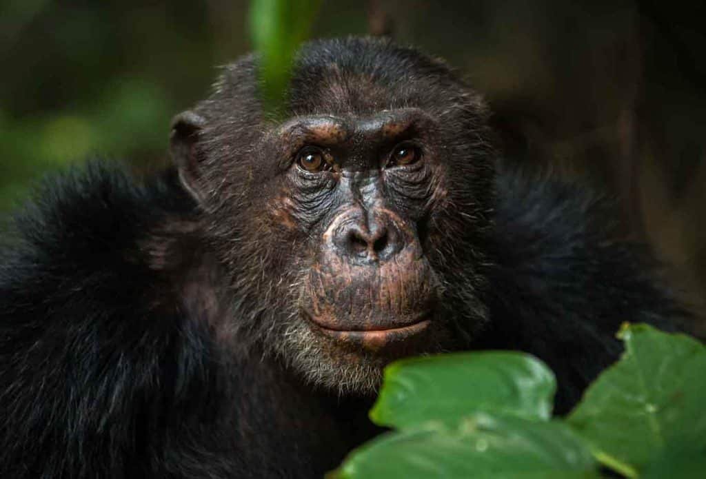 mahale mountain national park 3