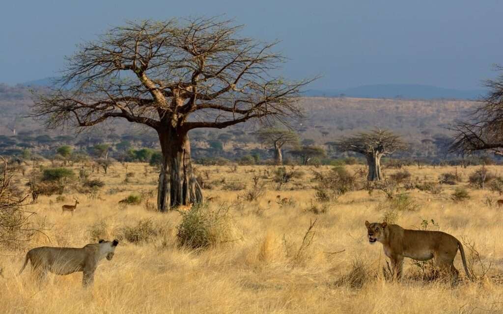 ruaha 5