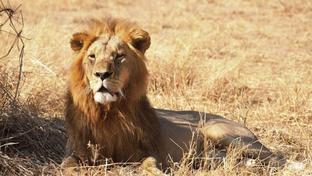 ruaha 6