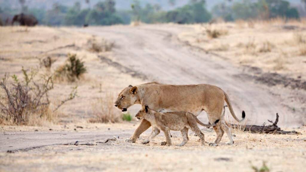 ruaha 8