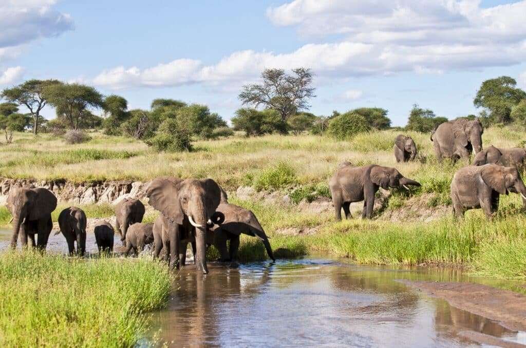 safari through the national parks tarangire ngorongoro 01