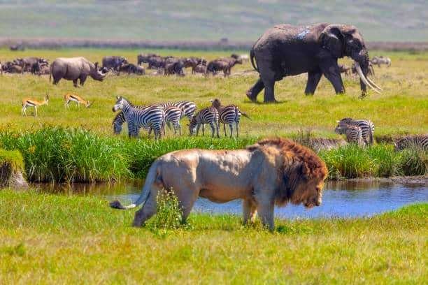 serengeti national park 1