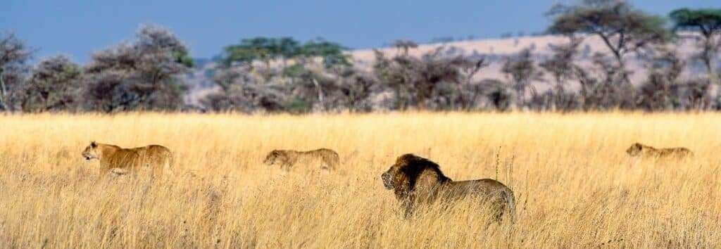 serengeti to masaimara